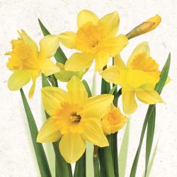 Ubrousek - narcisky 33x33 cm